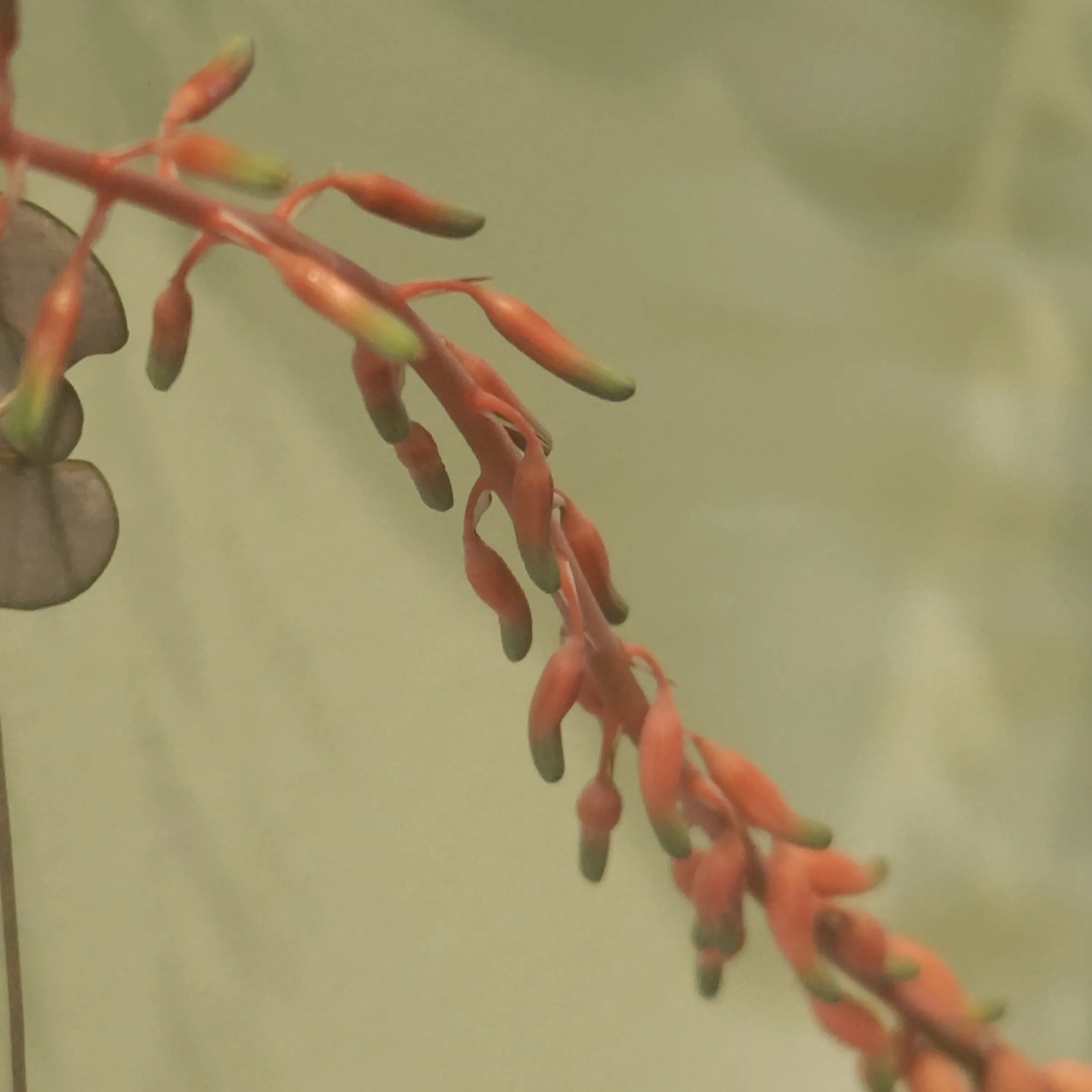 Gasteria pillansii 3