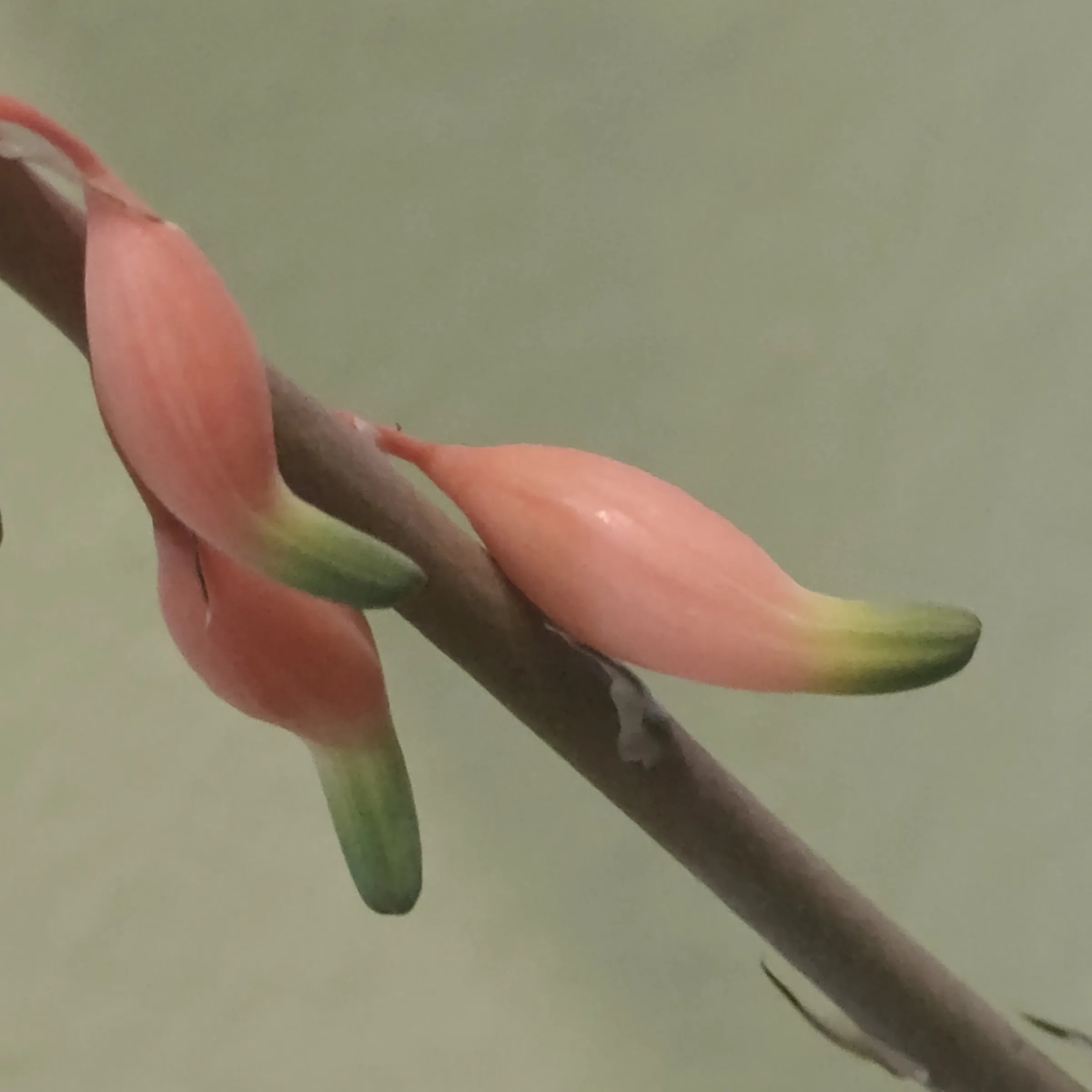 Gasteria pillansii 4