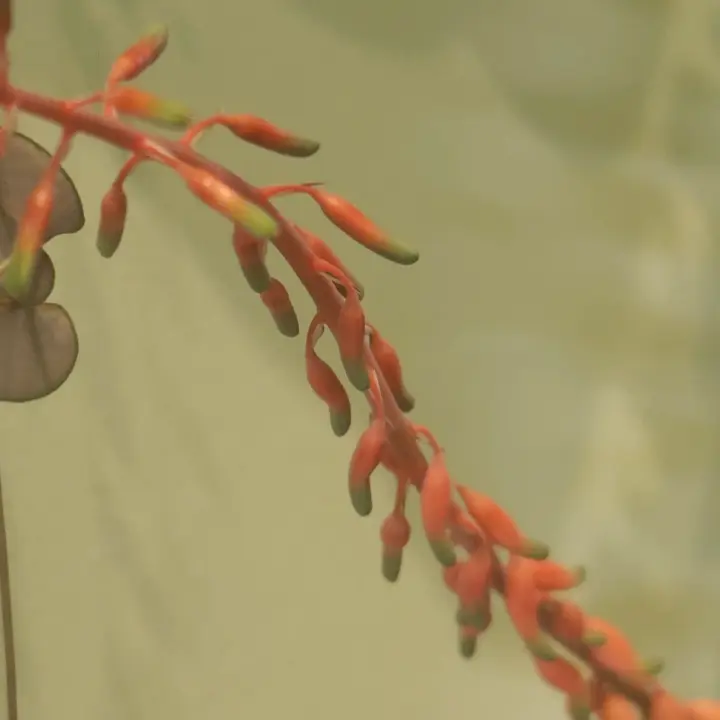 Gasteria pillansii flor 1