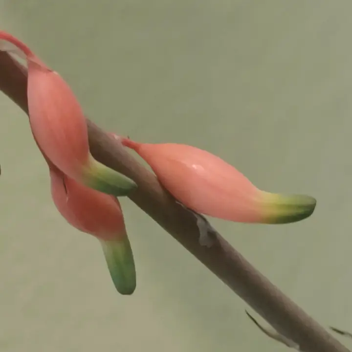 Gasteria pillansii flor 2