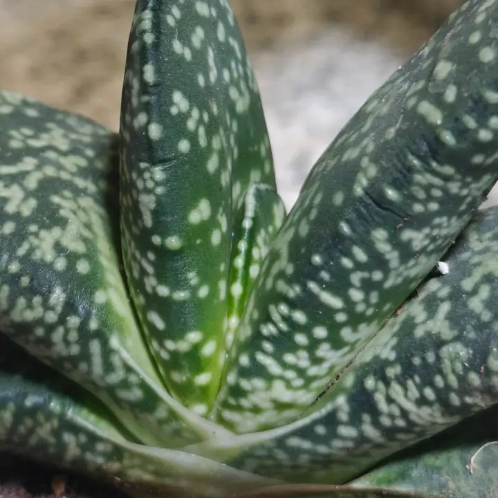 Gasteria pillansii 2