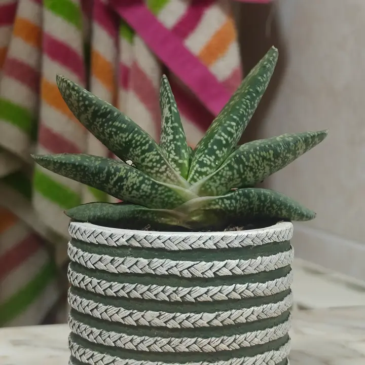 Gasteria pillansii 1