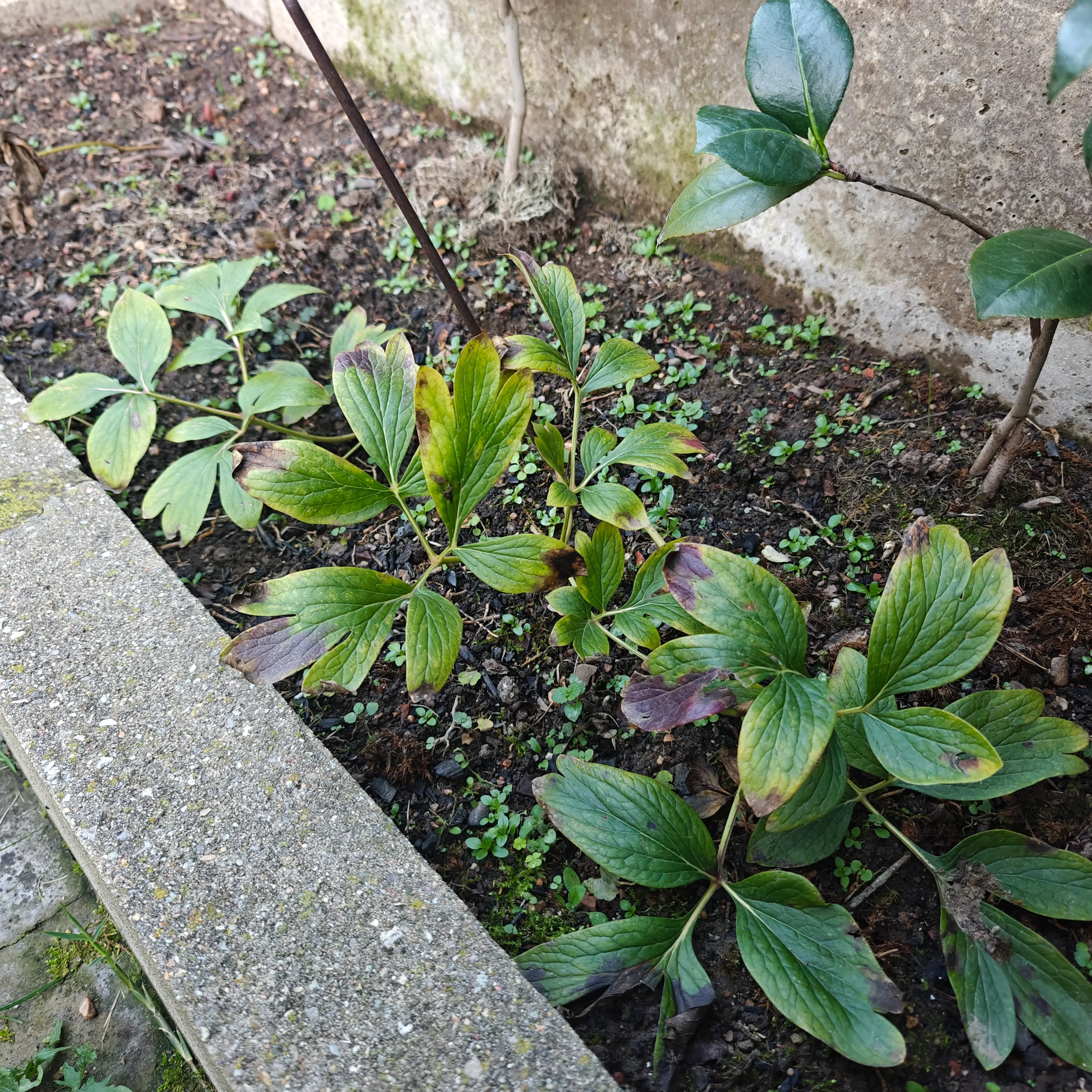 Paeonia Broteri