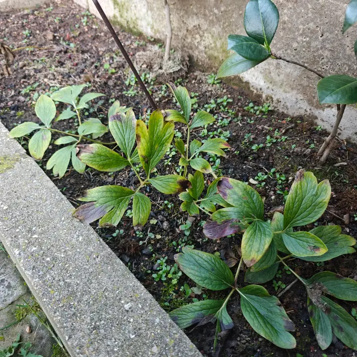 Paeonia Broteri 1