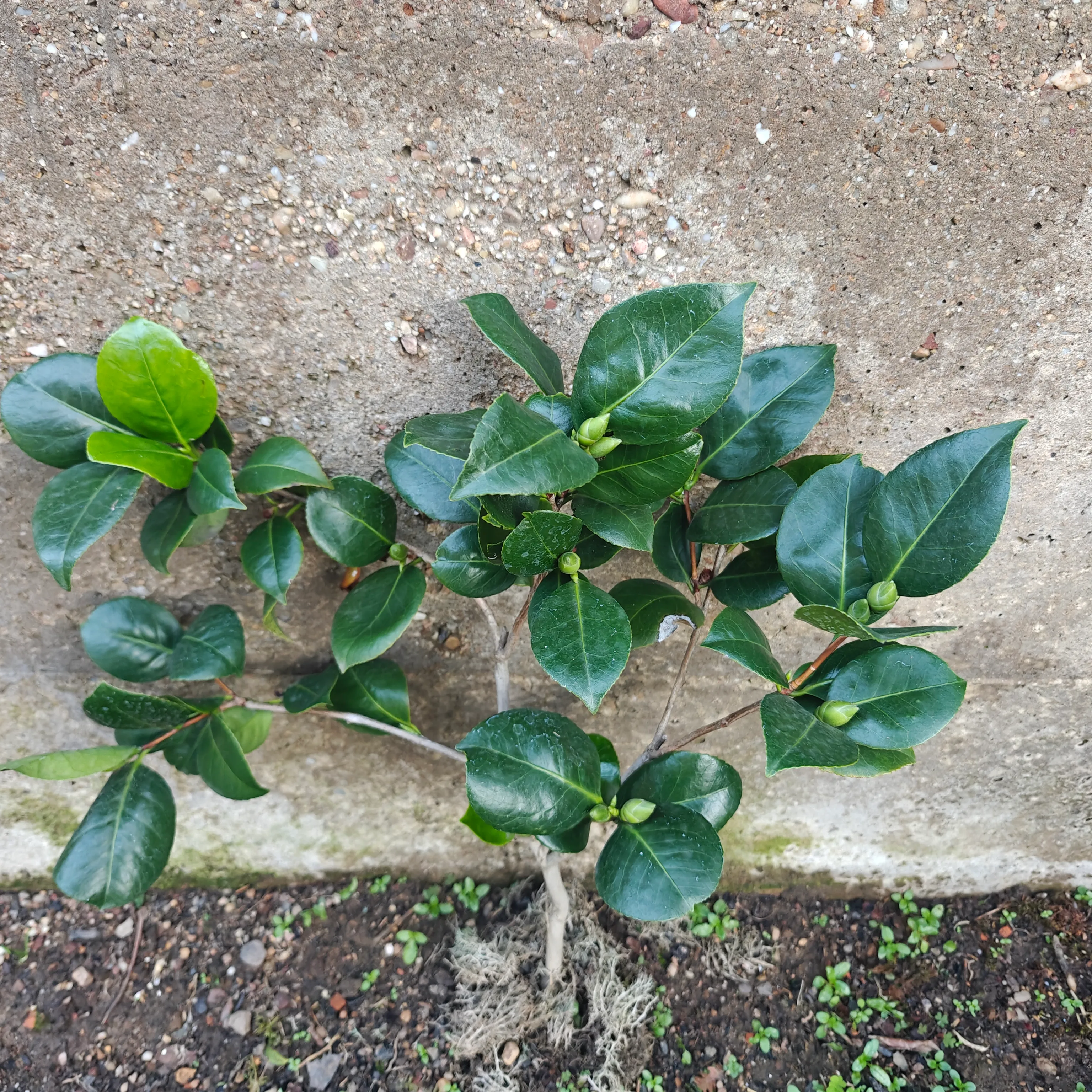 Camelia