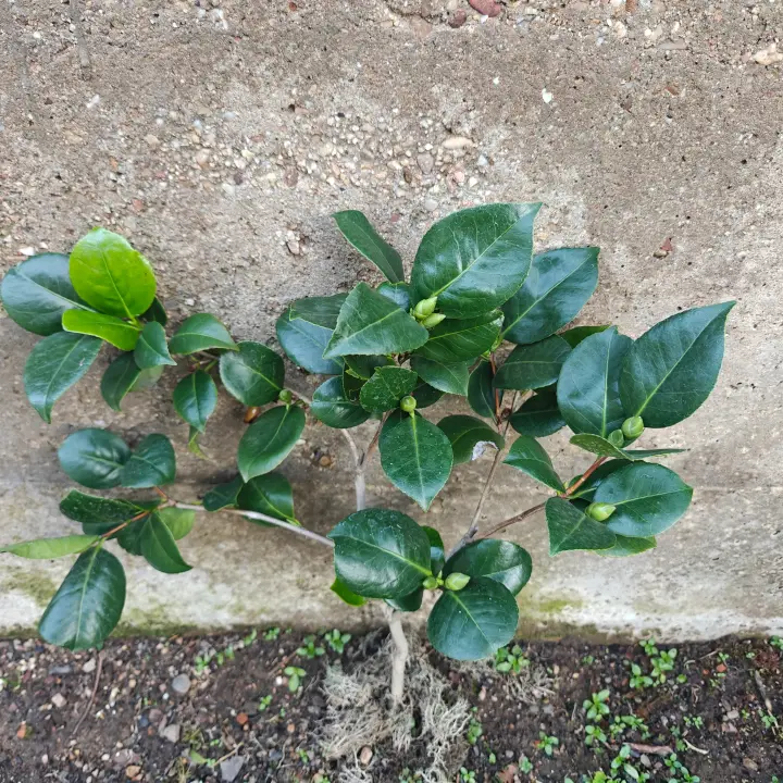 Camelia 1