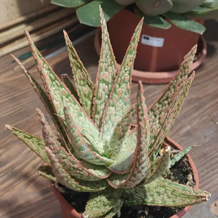 Aloe rauhii 2