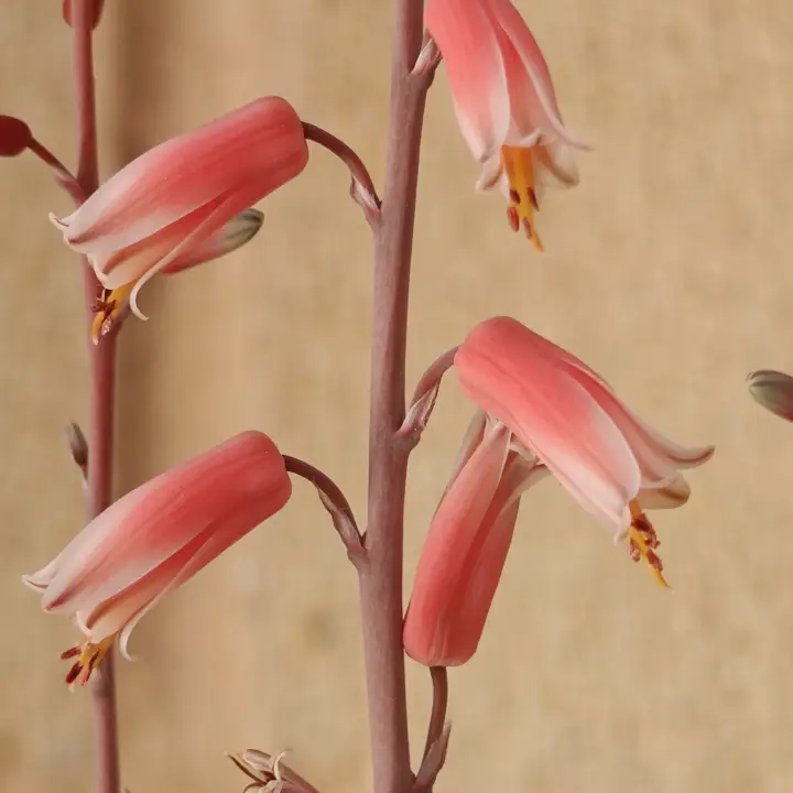 Aloe rauhii flor 1
