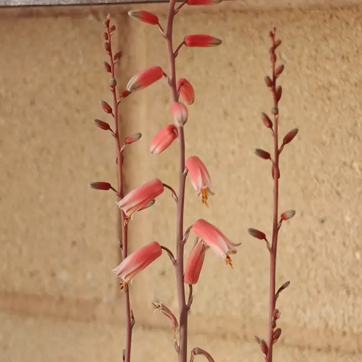 Aloe rauhii flor 2