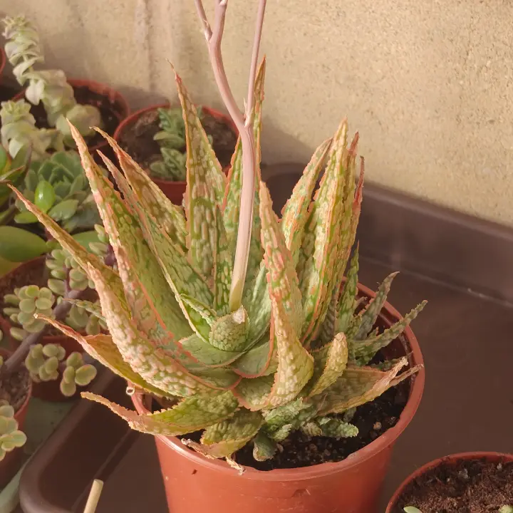 Aloe rauhii 1