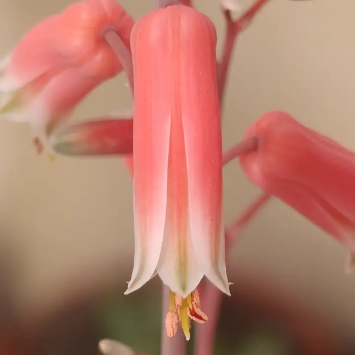 Aloe rauhii flor 3
