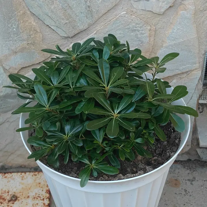 Pittosporum heterophyllum 1