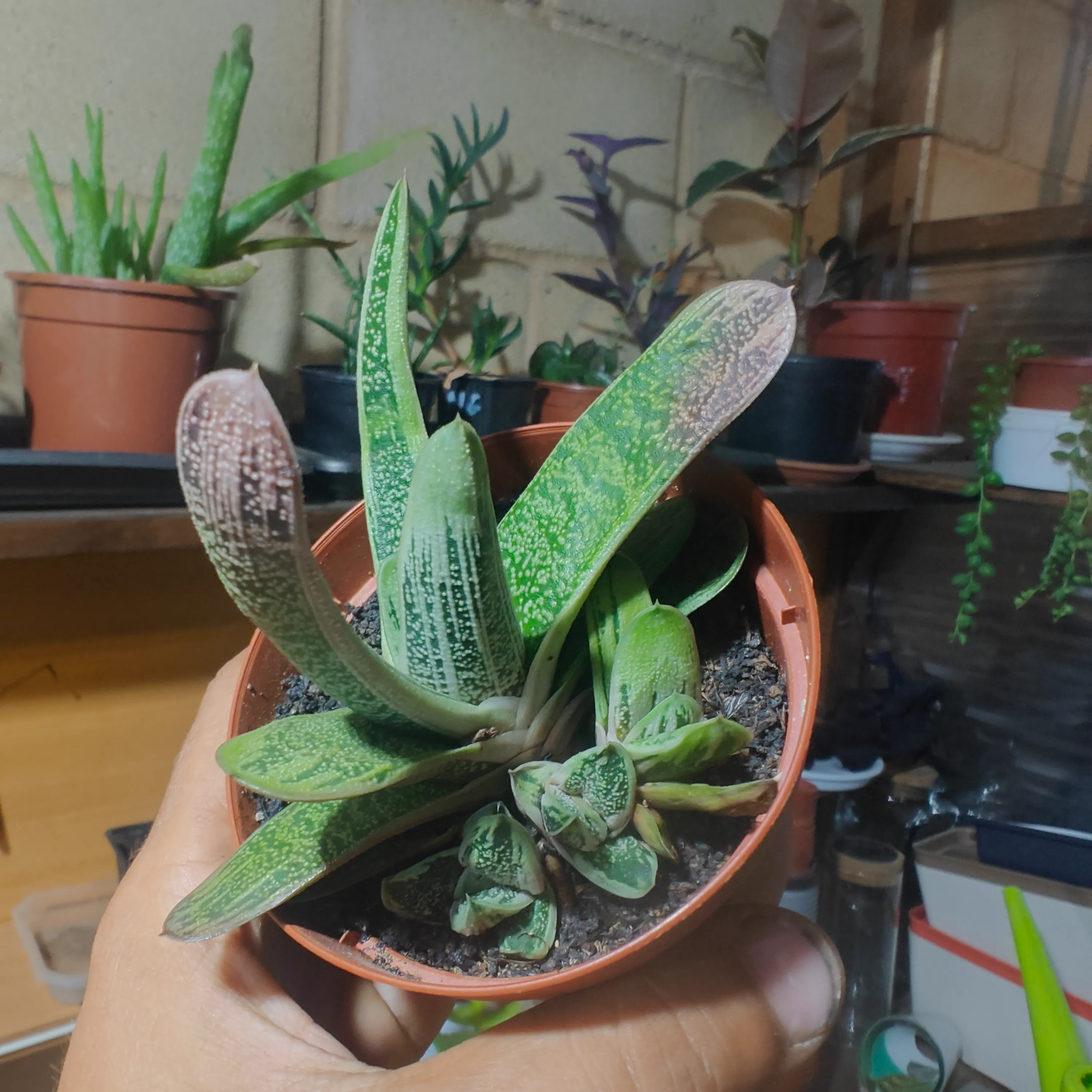 Gasteria Little Warty