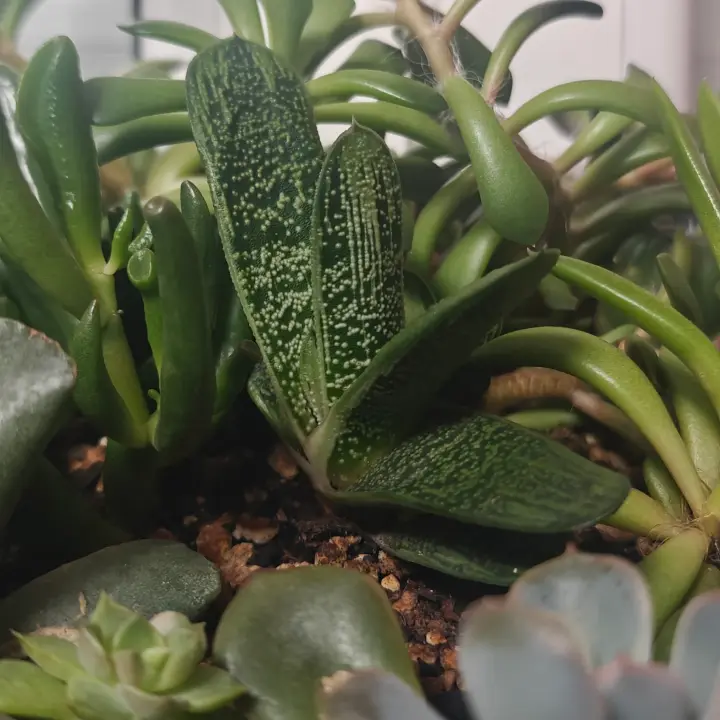 Gasteria Little Warty 2