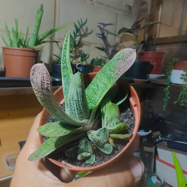 Gasteria Little Warty 1