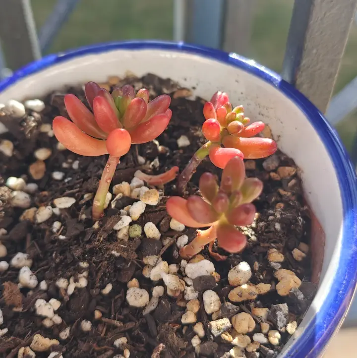 Sedum Rubrotinctum 2