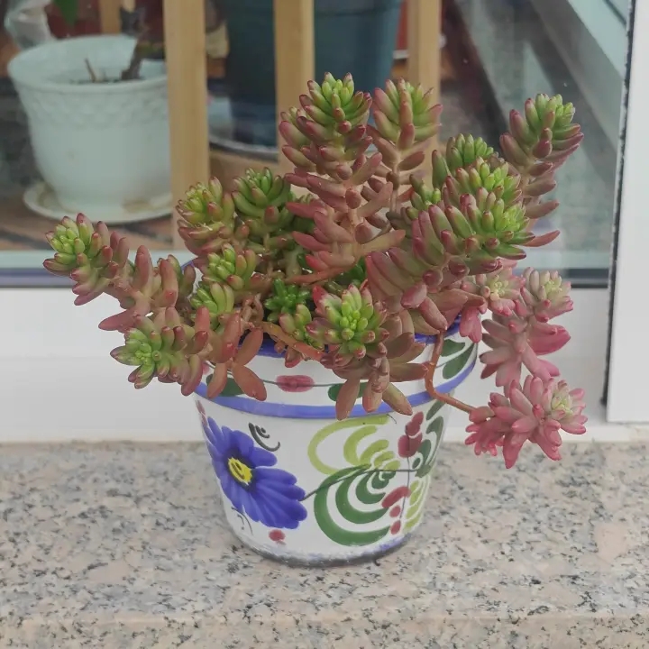 Sedum Rubrotinctum 1
