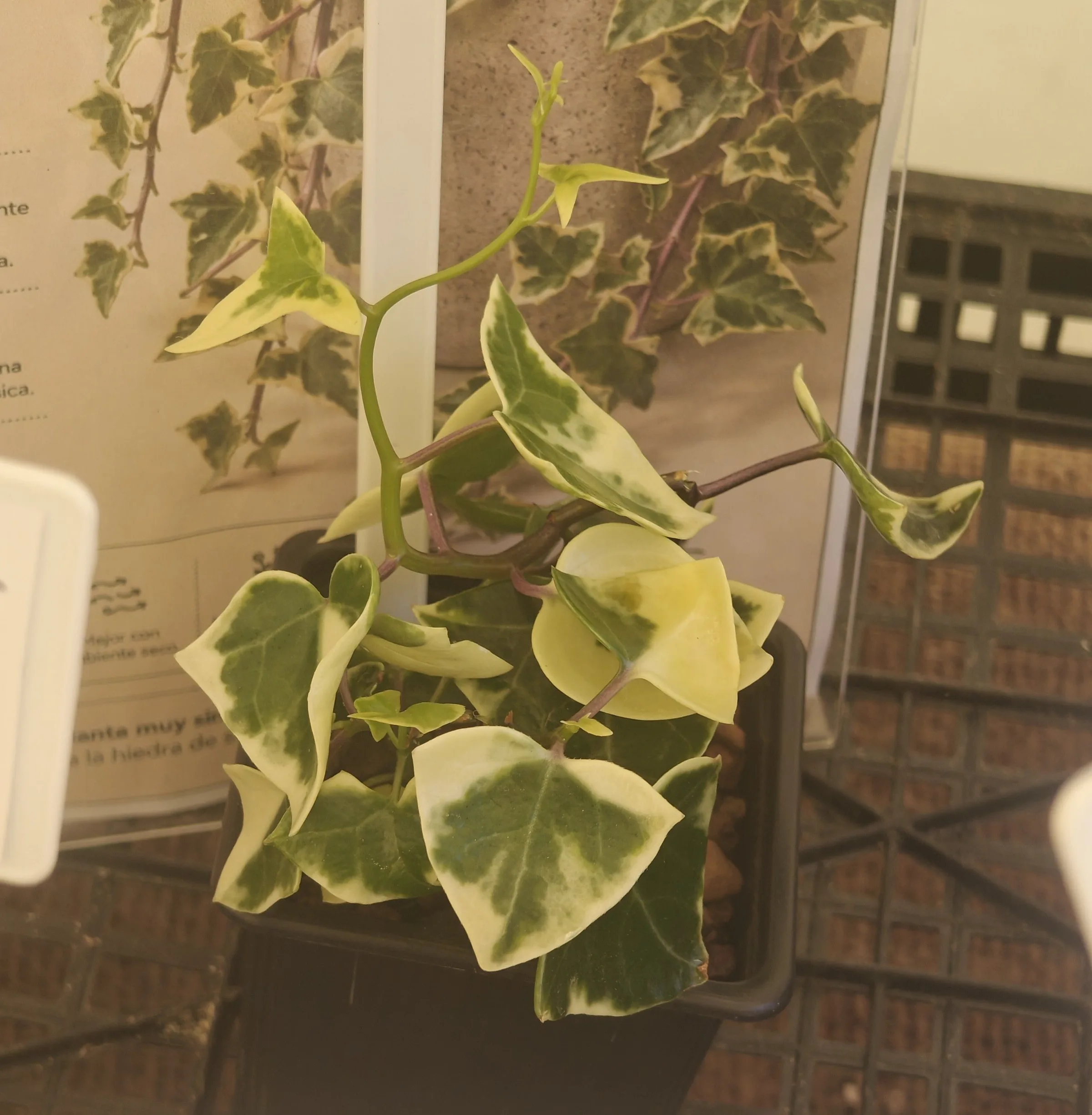 Senecio Macroglossus Variegado