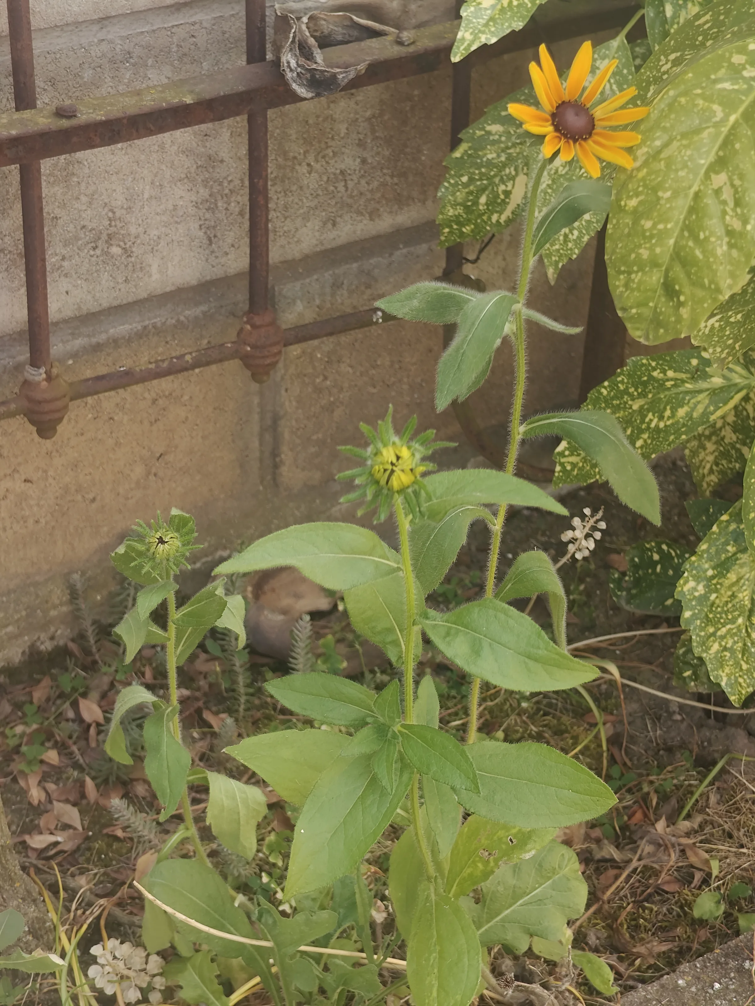 Rudbeckia hirta