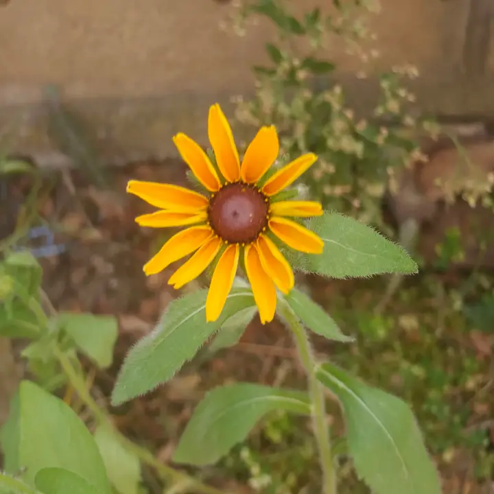 Rudbeckia hirta flor 1