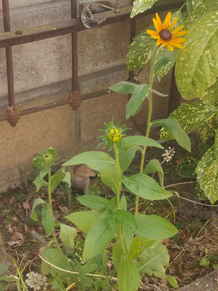 Rudbeckia hirta 1