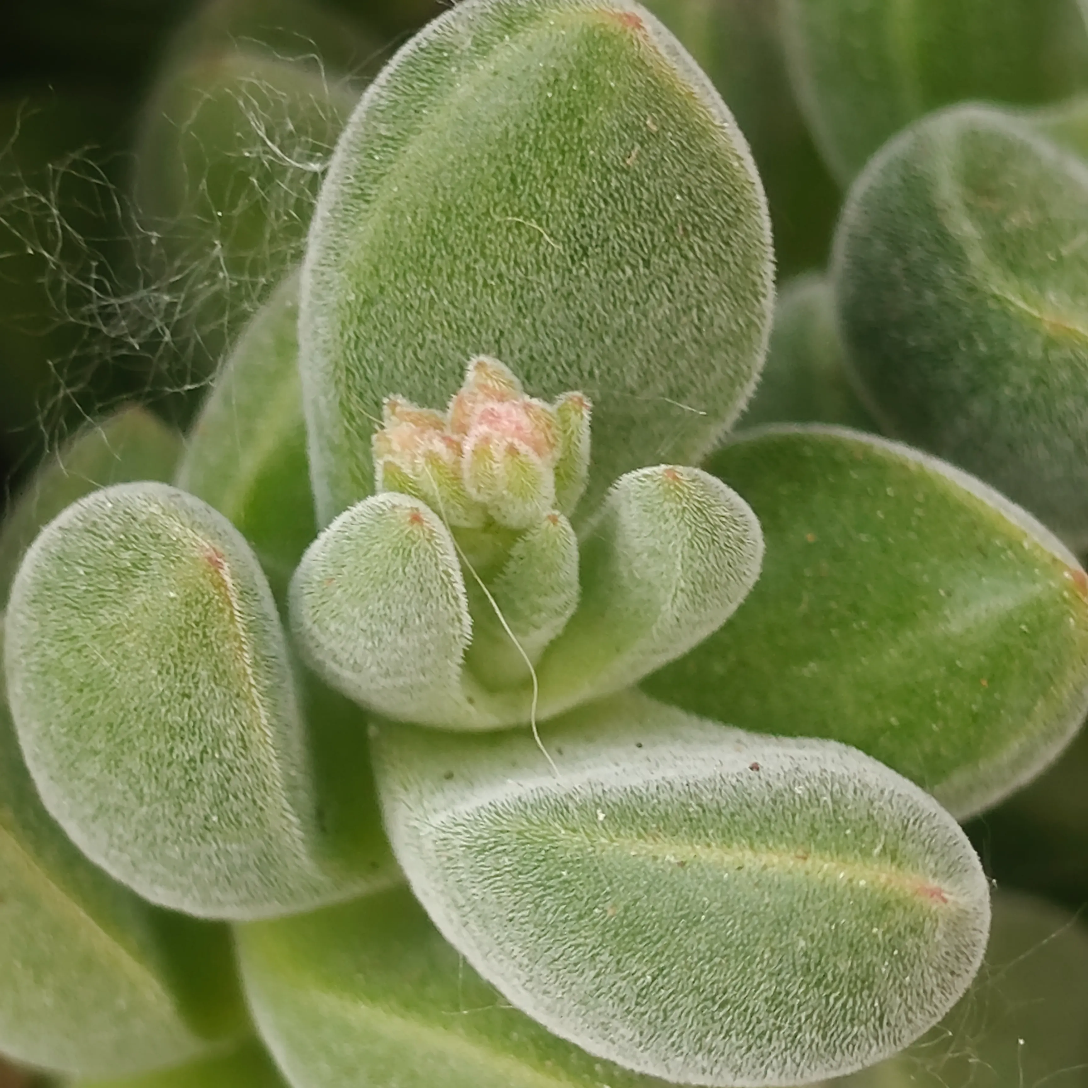 Crassula lanuginosa 4