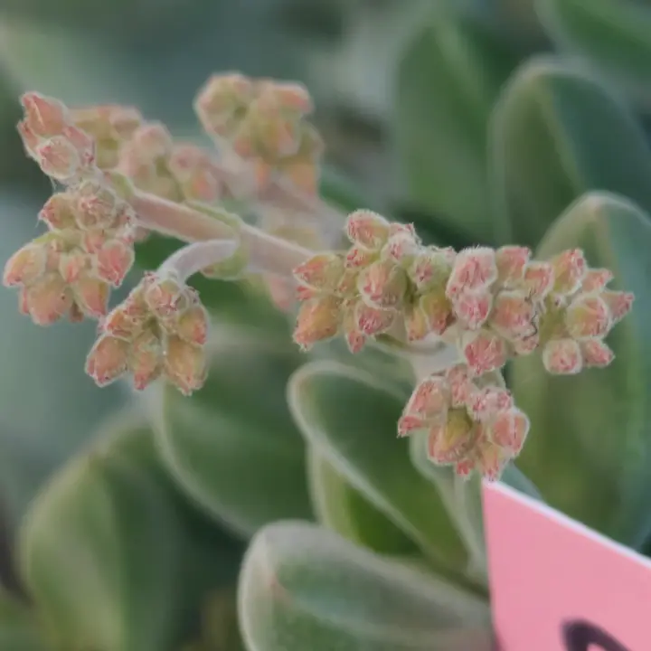 Crassula lanuginosa flor 2
