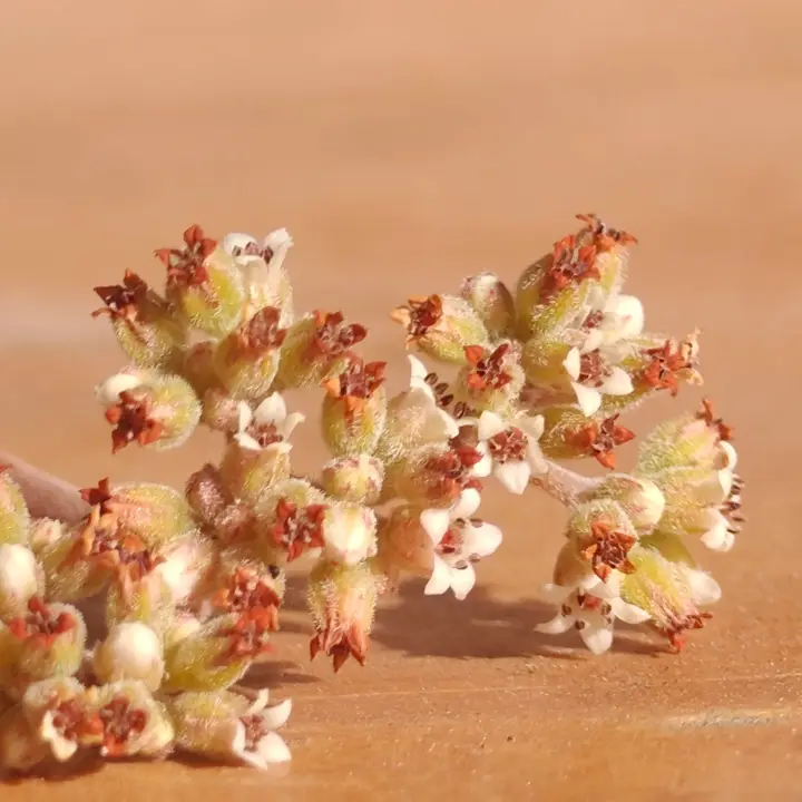 Crassula lanuginosa flor 1