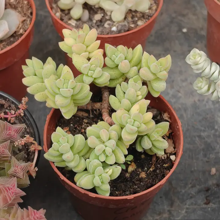 Crassula lanuginosa 2