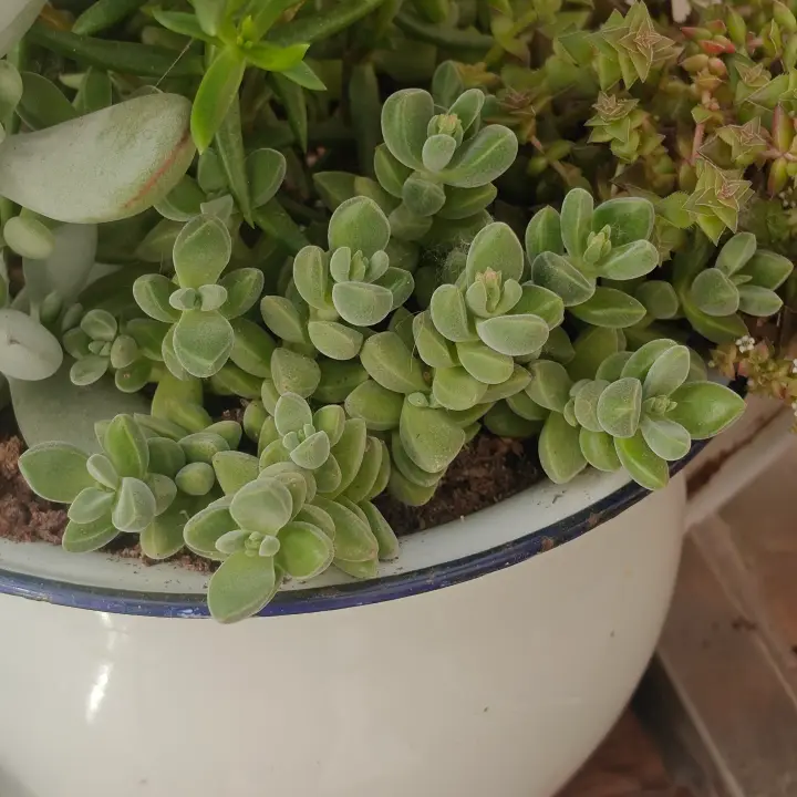 Crassula lanuginosa 1