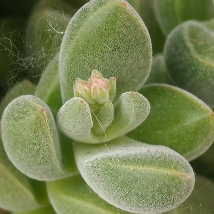 Crassula lanuginosa flor 3