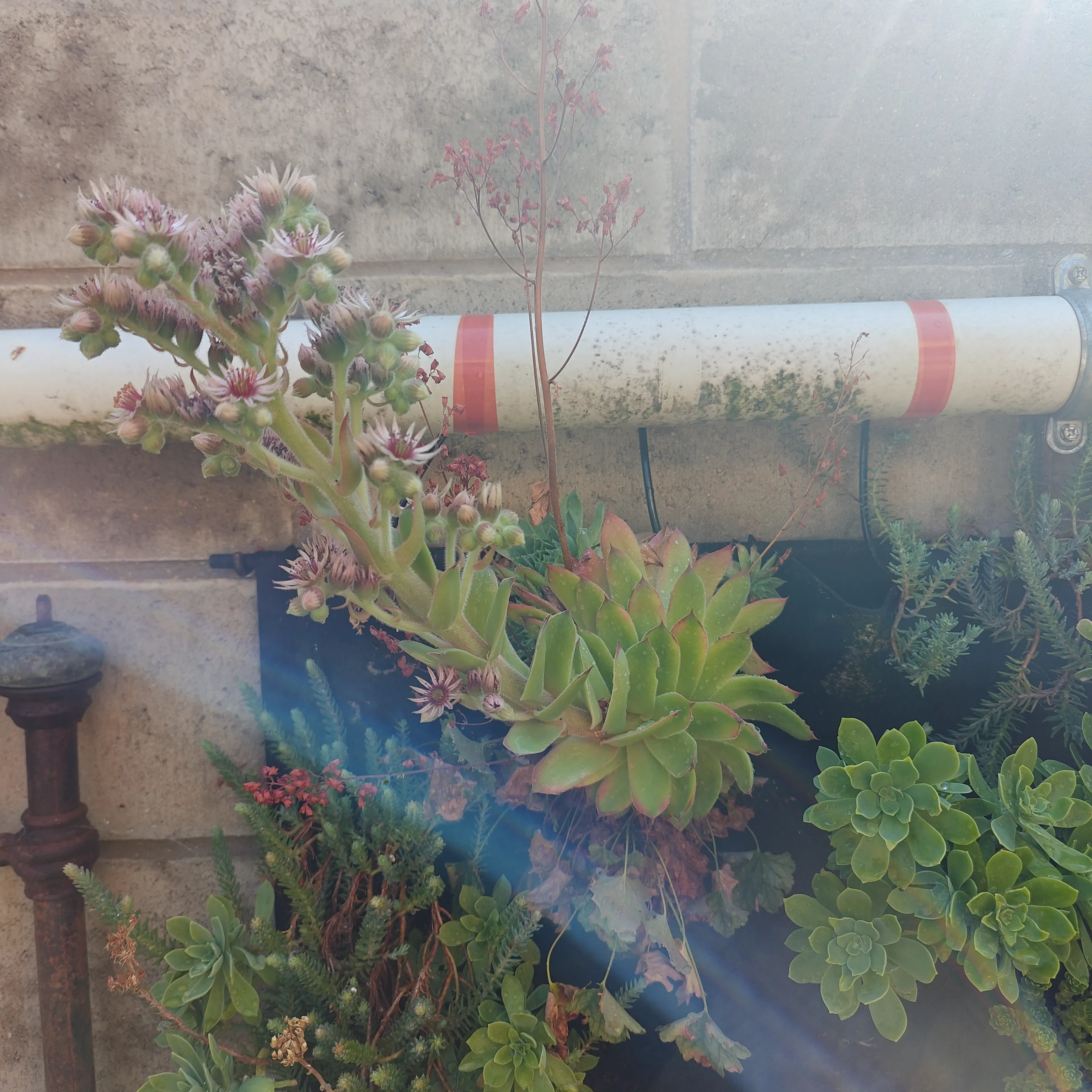 Sempervivum Calcareum 3