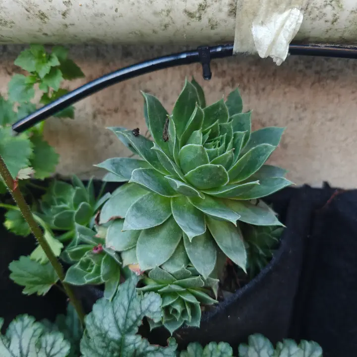 Sempervivum Calcareum 1