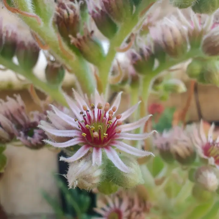 Sempervivum Calcareum 2