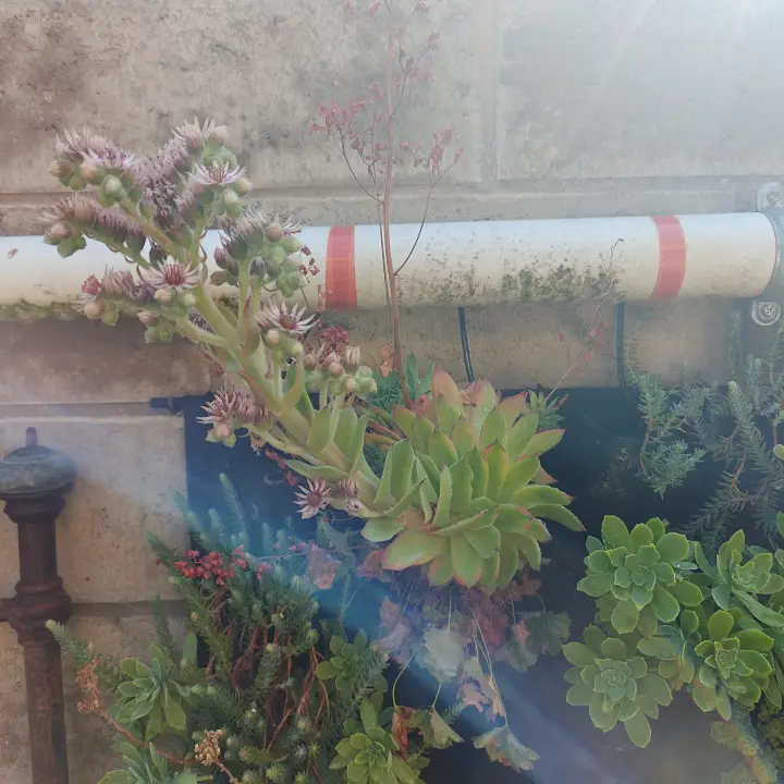 Sempervivum Calcareum 3