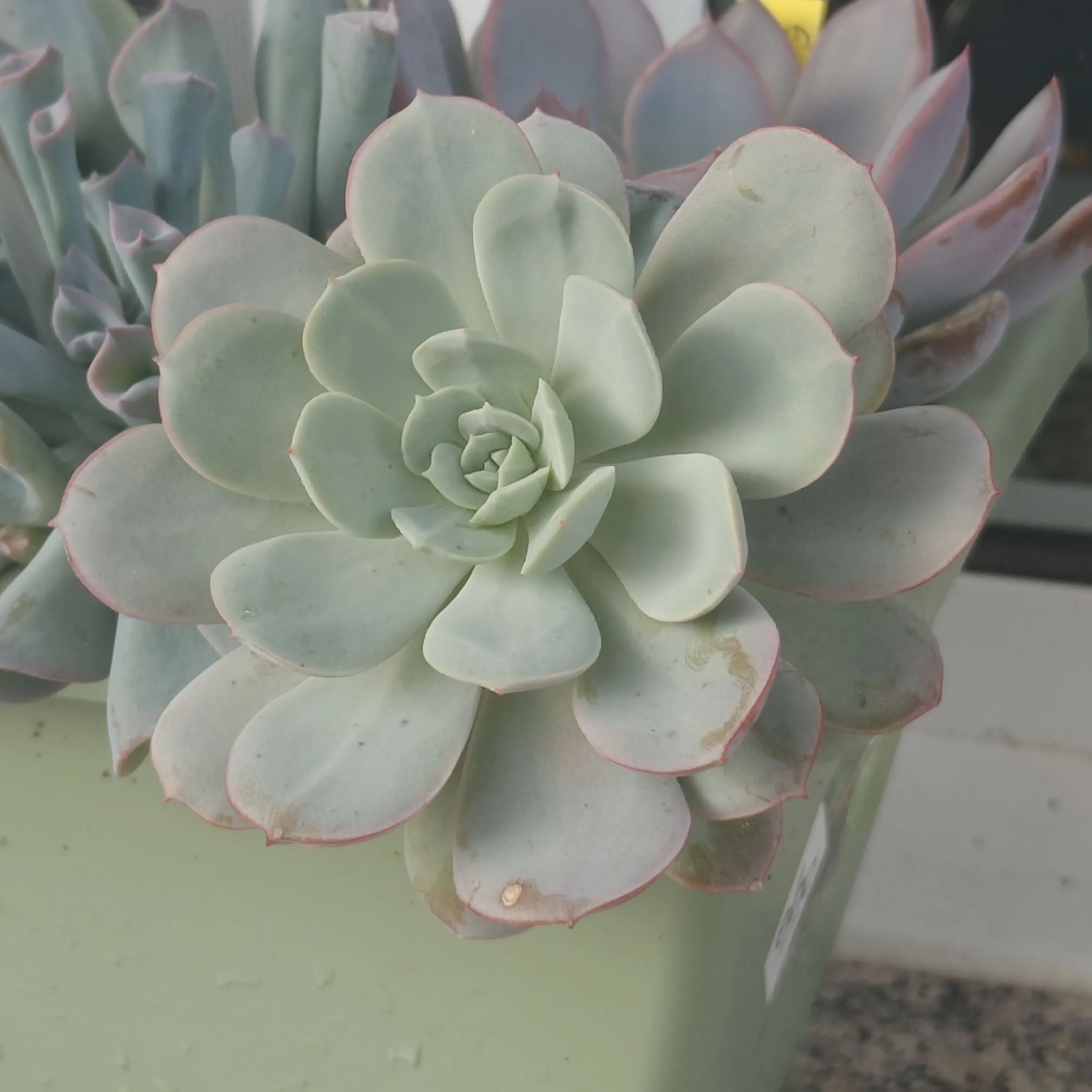 Echeveria Subcorymbosa Lau 030