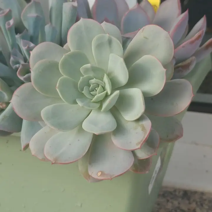 Echeveria Subcorymbosa Lau 030 1