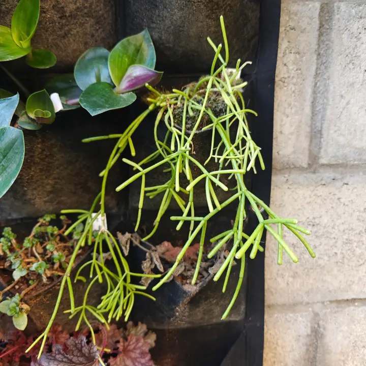 Rhipsalis Cereuscula 1