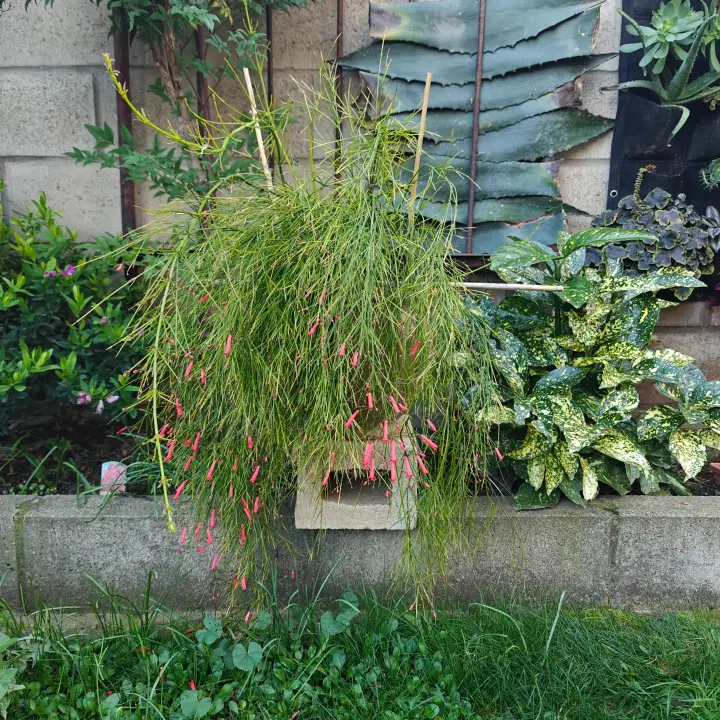 Russelia Equisetiformis 1