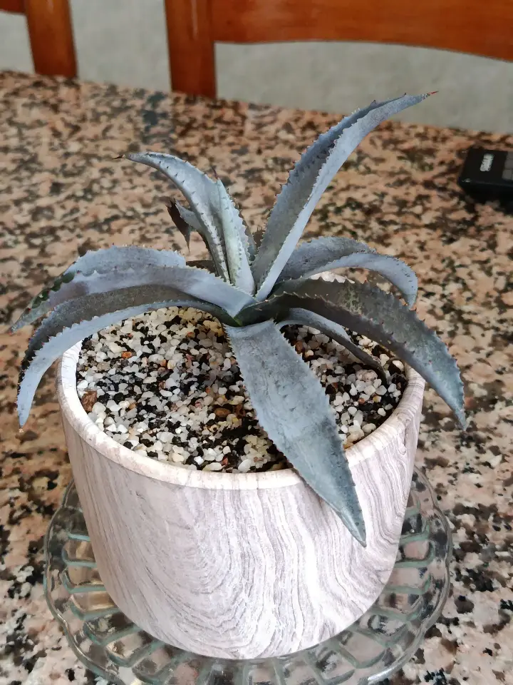 Mangave 'Silver Fox' 1