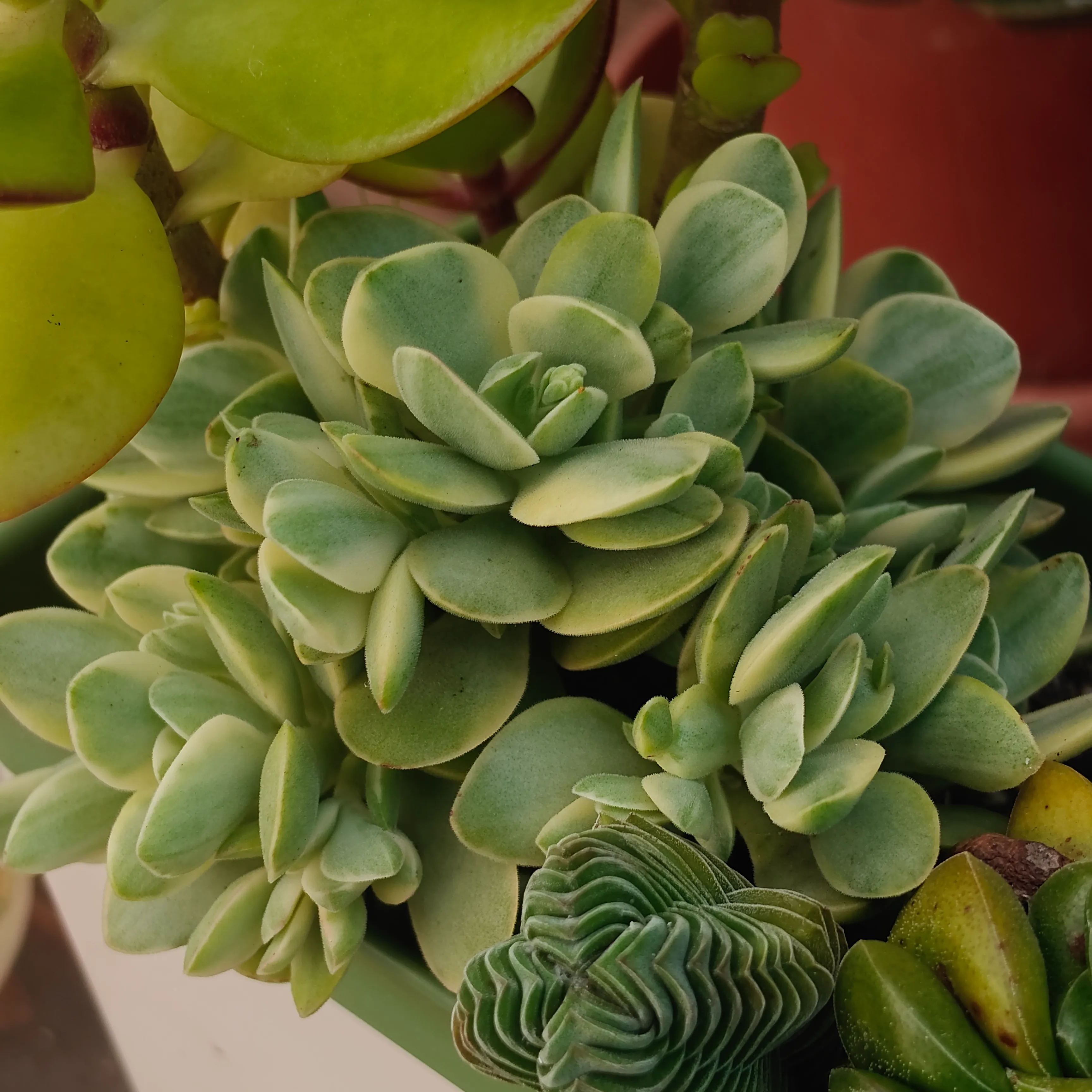 Crassula Money Maker Variegata 2