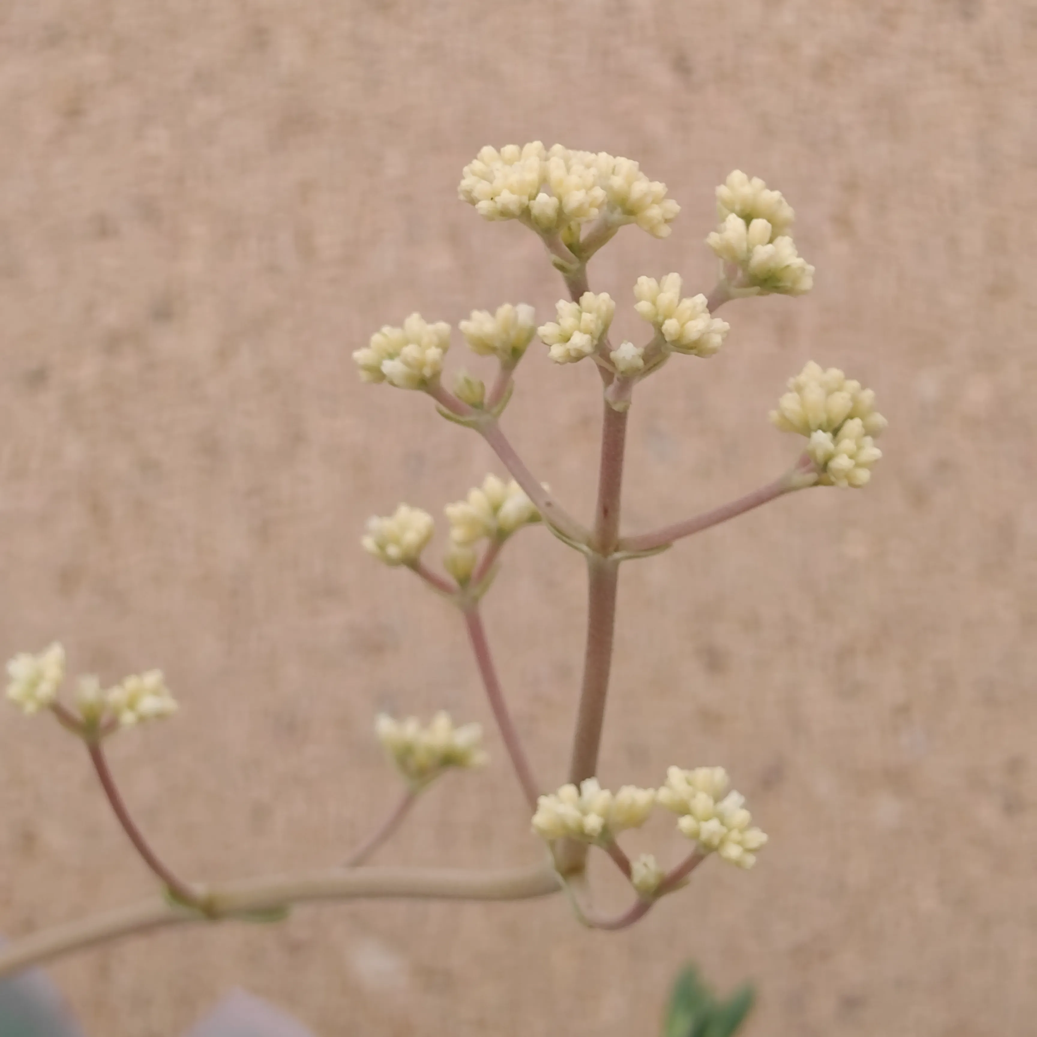 Crassula Money Maker Variegata 3
