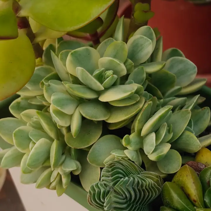 Crassula Money Maker Variegata 2