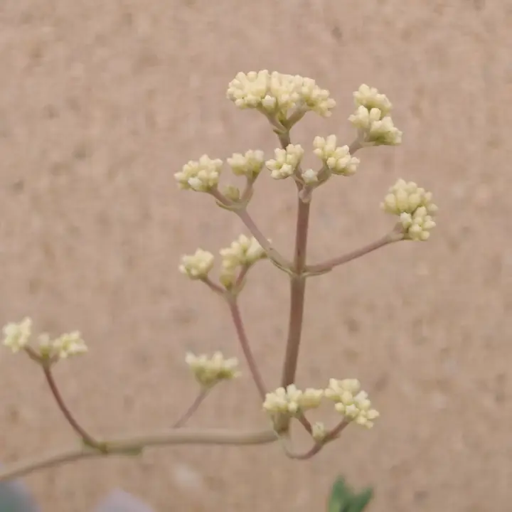 Crassula Money Maker Variegata flor 1