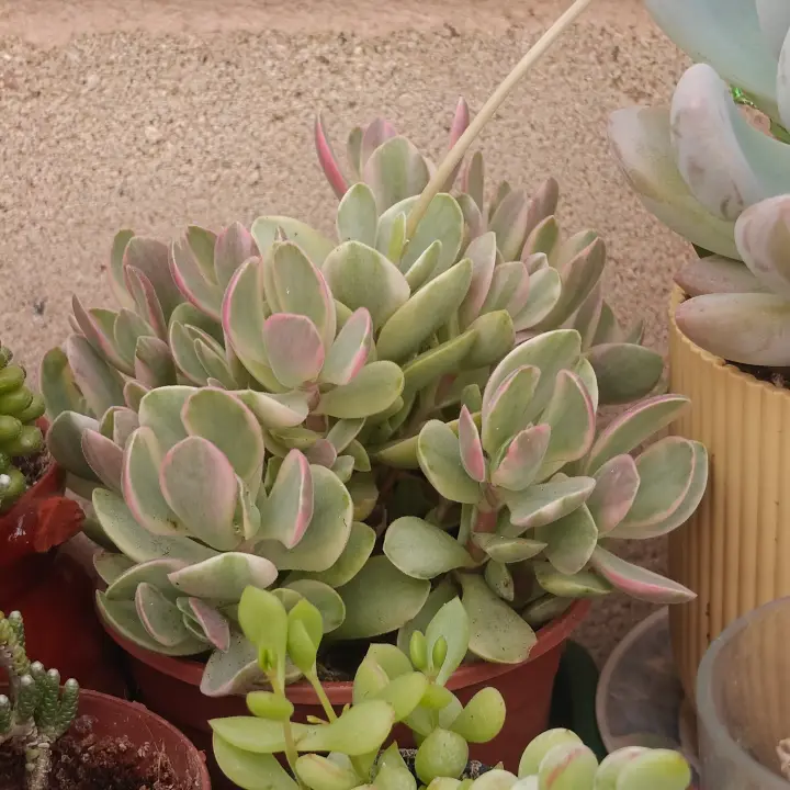 Crassula Money Maker Variegata 1