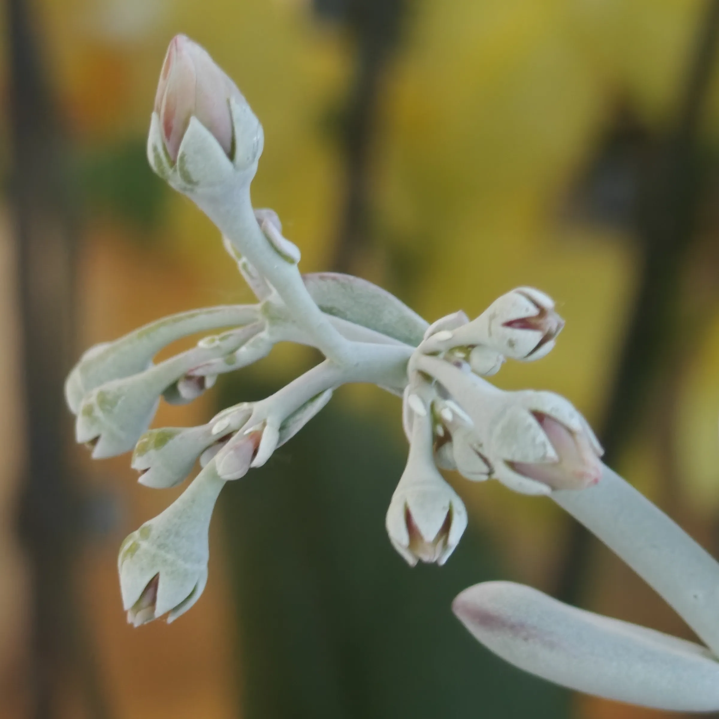 Cotyledon Oophylla 6