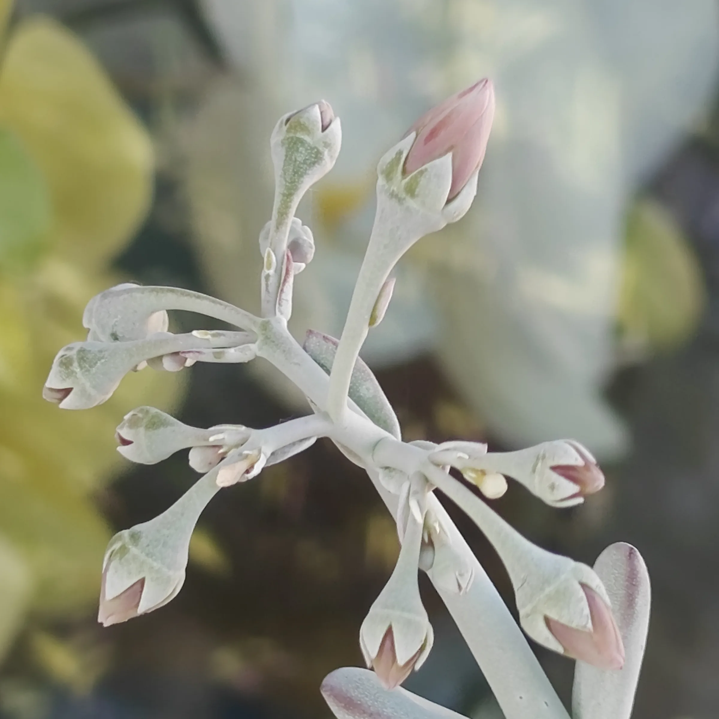 Cotyledon Oophylla 5