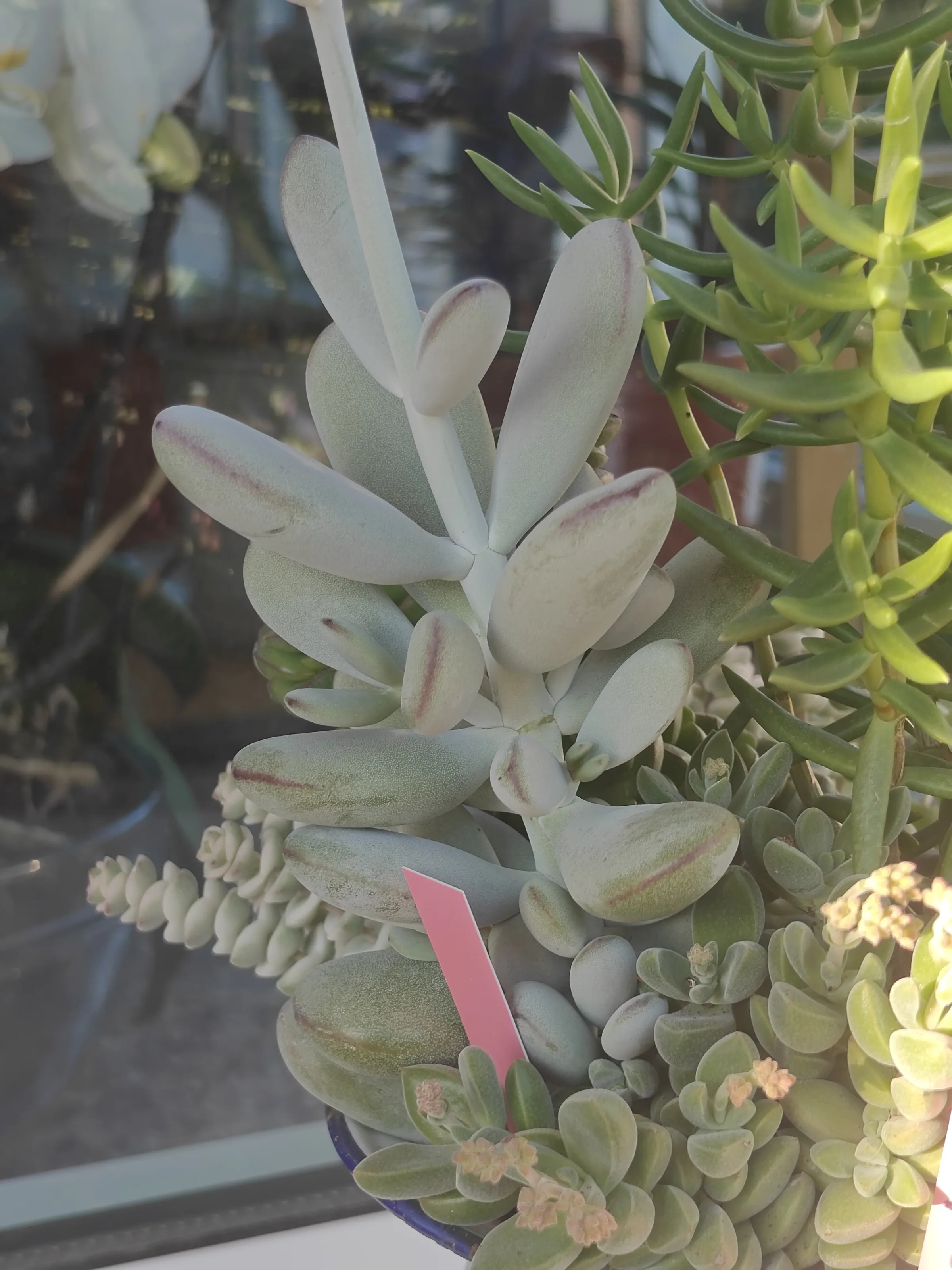 Cotyledon Oophylla