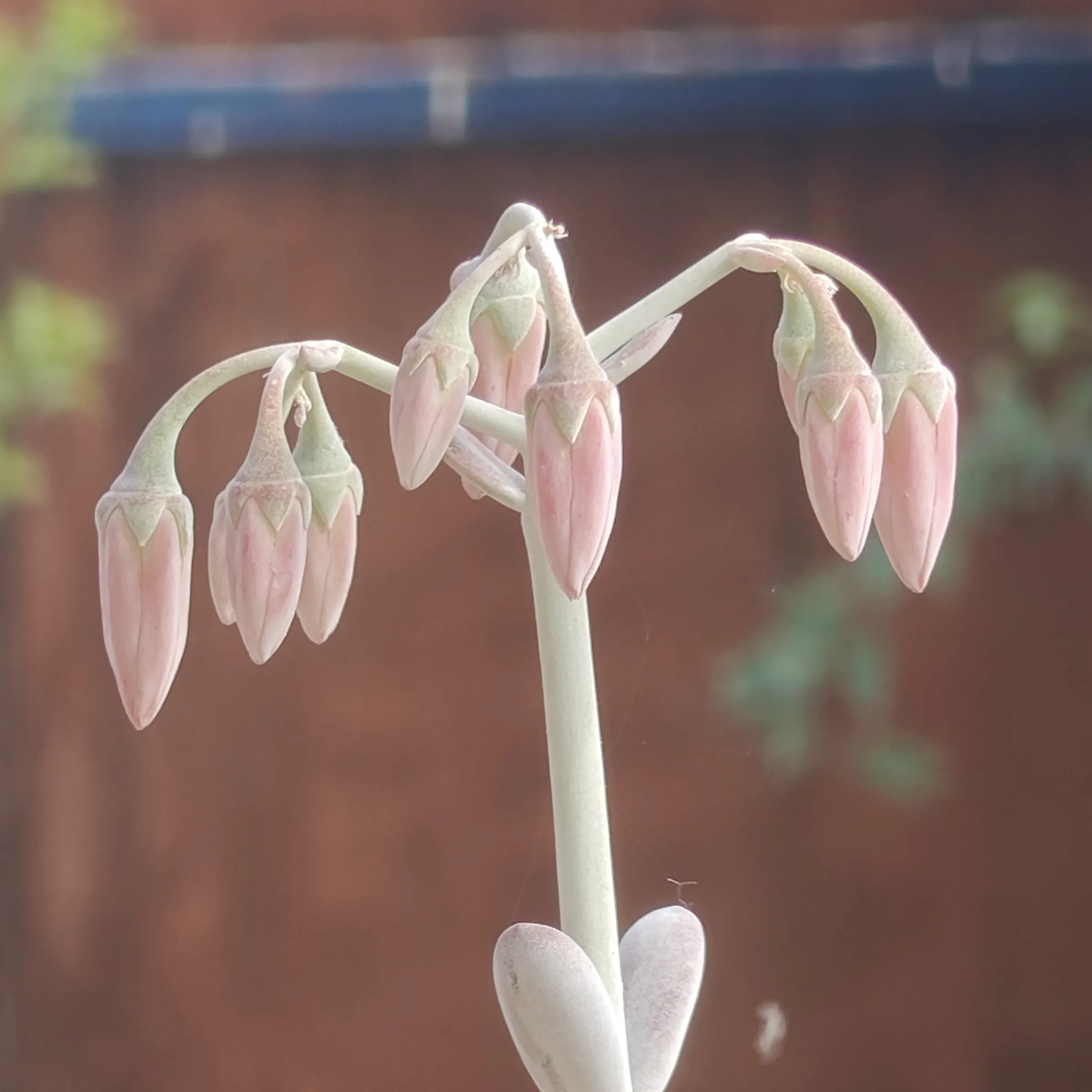 Cotyledon Oophylla flor 4