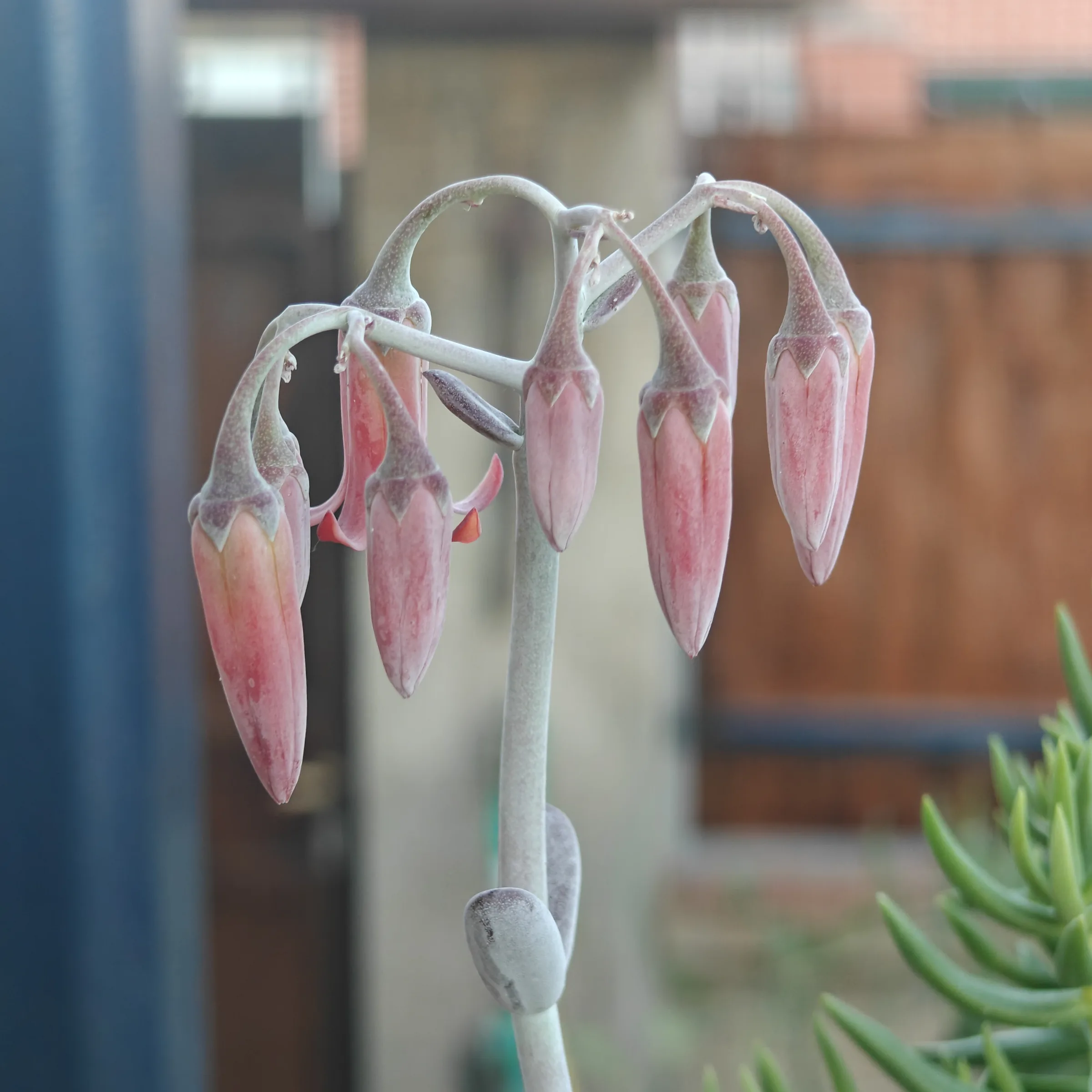 Cotyledon Oophylla flor 3